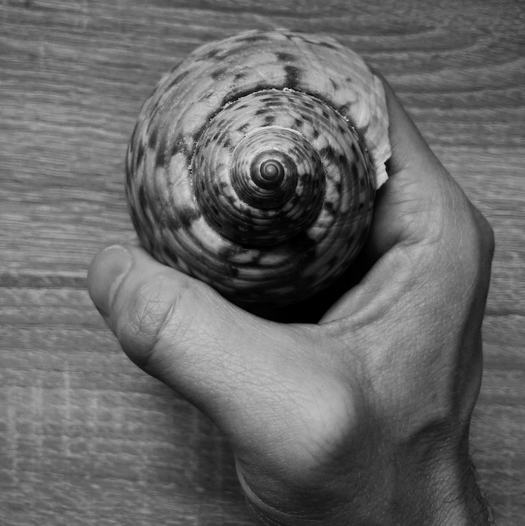 a spiral sea shell